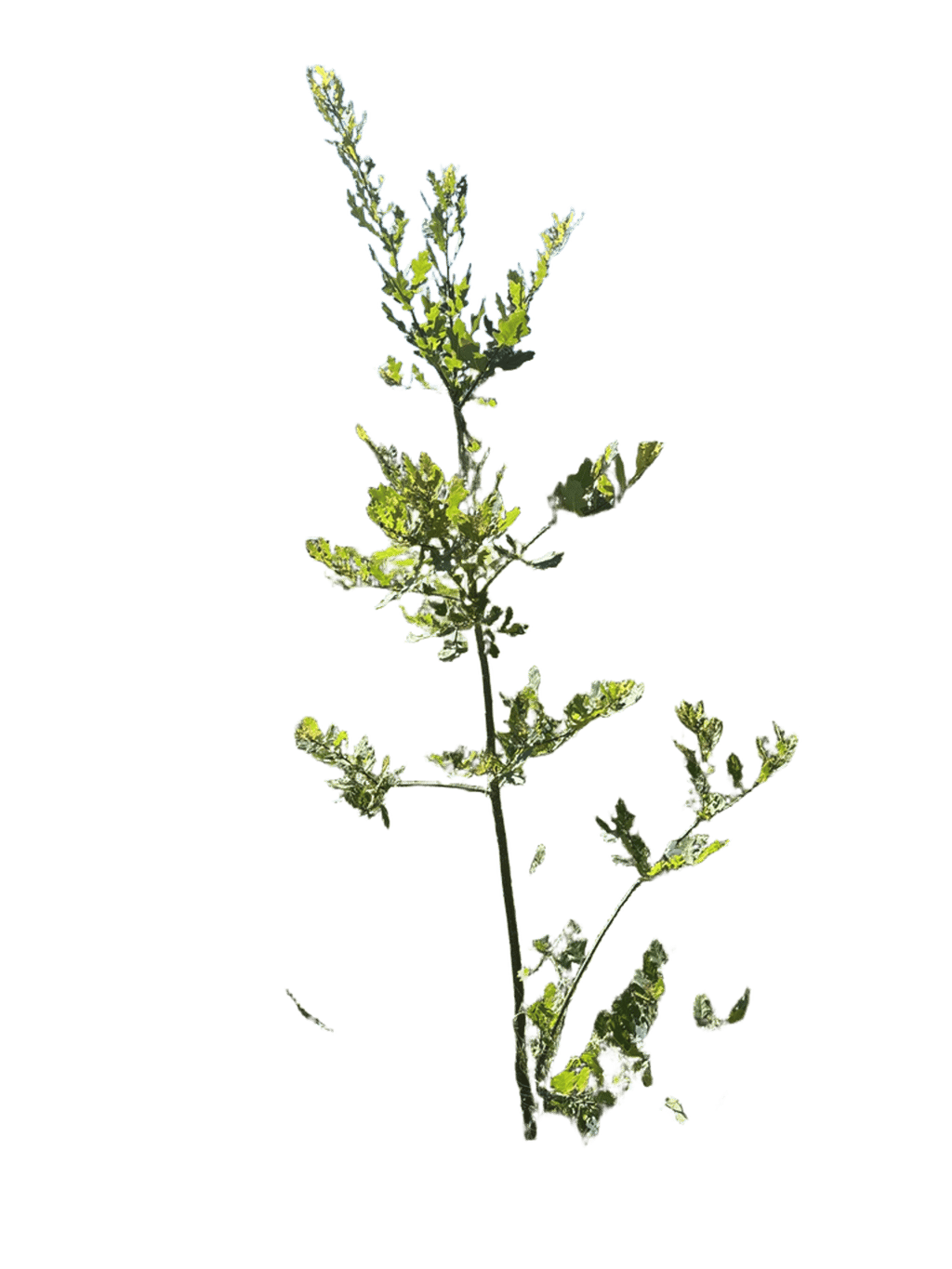 Bay Laurel
