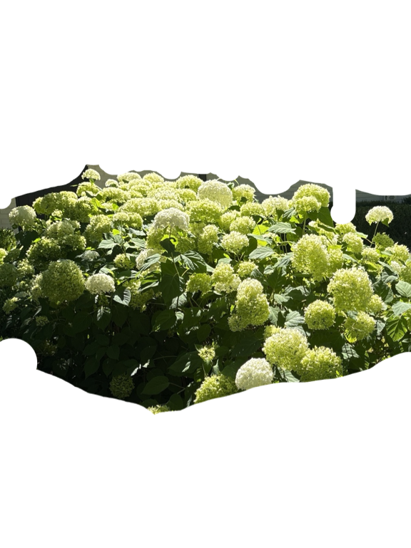 Oakleaf Hydrangea, a recorded specimen