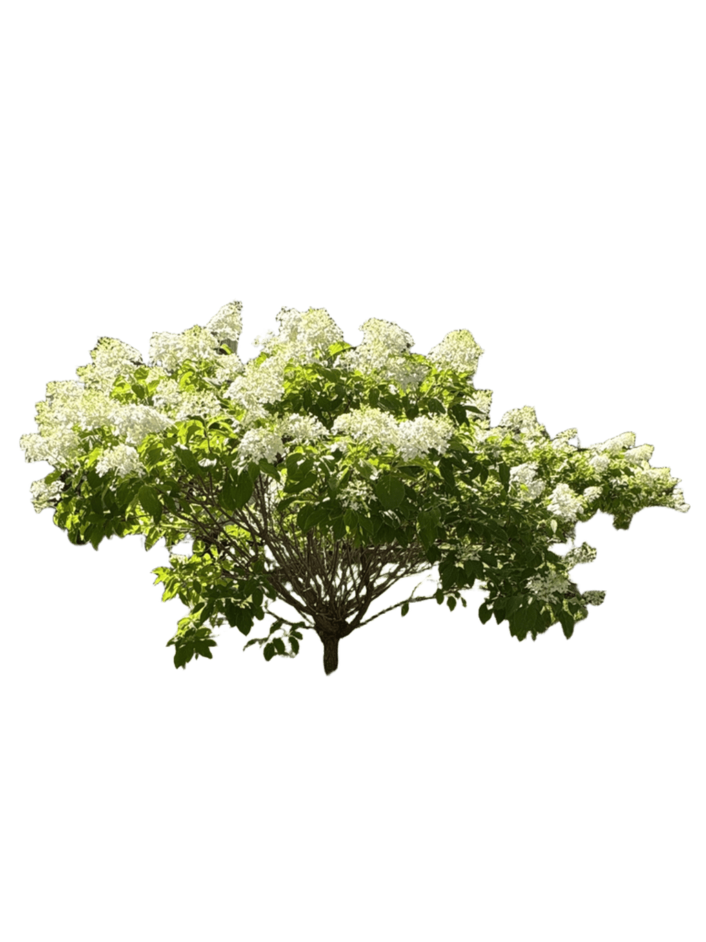 Panicle Hydrangea