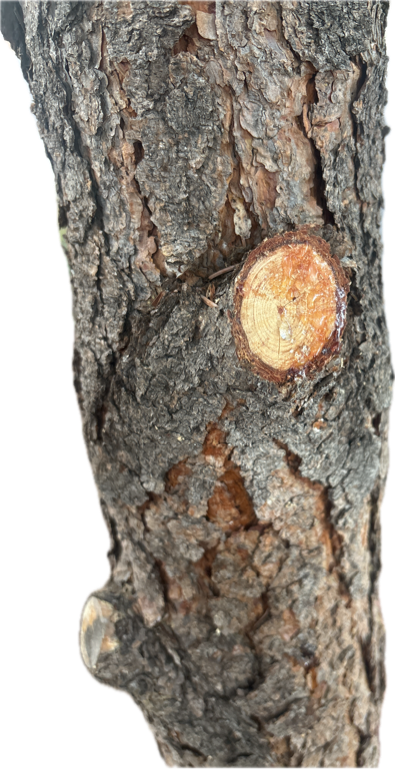 Tree, a recorded specimen