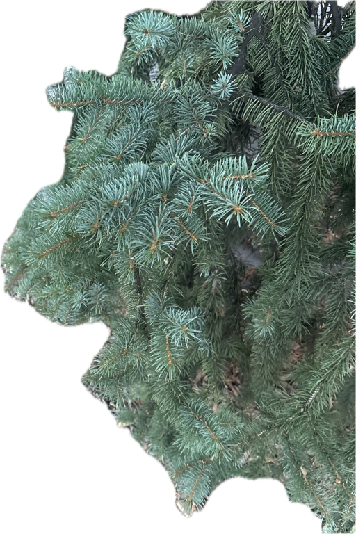 Eastern Red Cedar