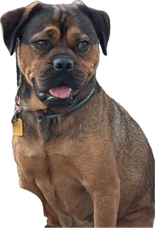 Rottweiler, a recorded specimen