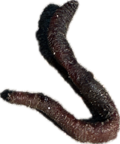 Slug, a recorded specimen