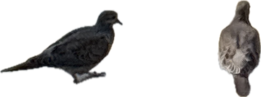 Mourning Dove