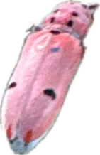 Cardinal Beetle