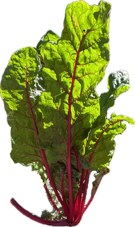 Swiss Chard