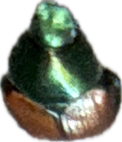 Metallic Wood-Boring Beetle