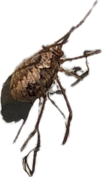 Whip Scorpion