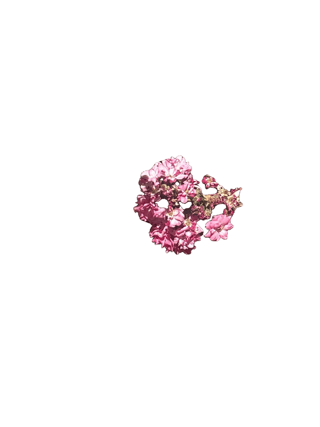 Rose, a recorded specimen