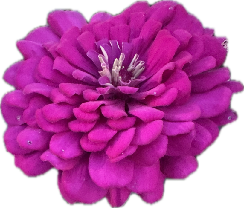 Zinnia, a recorded specimen