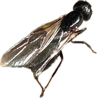 Wasp, a recorded specimen