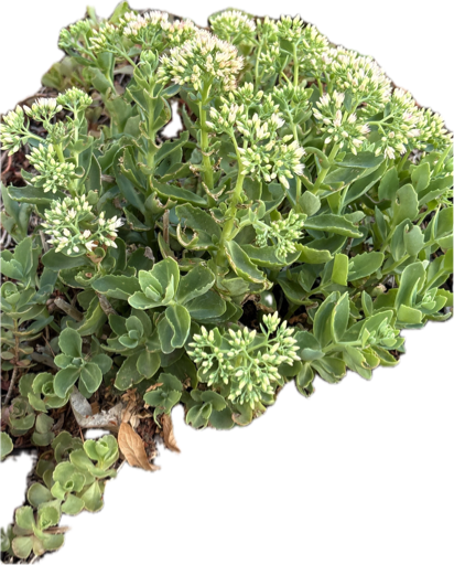 Orpine