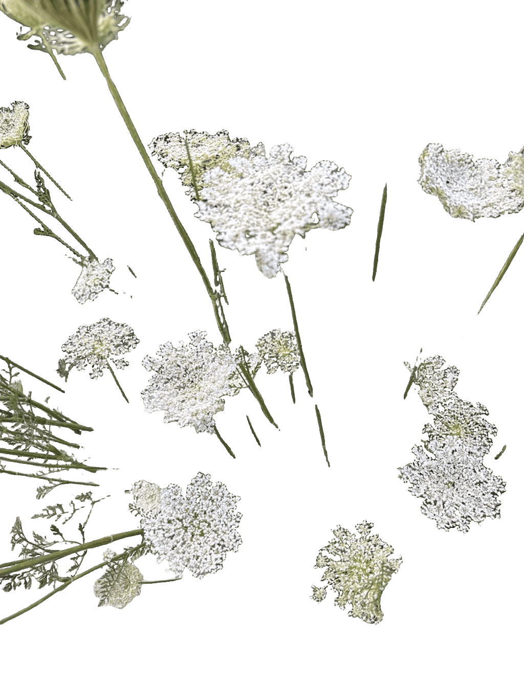 Queen Anne's Lace