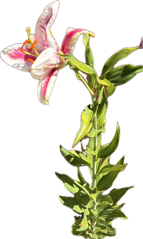 Oriental Lily