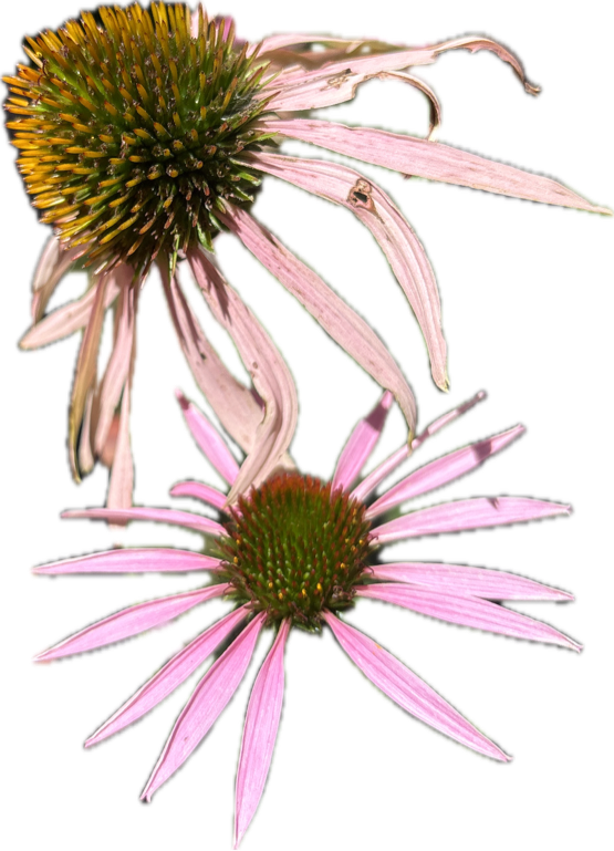 Purple Coneflower