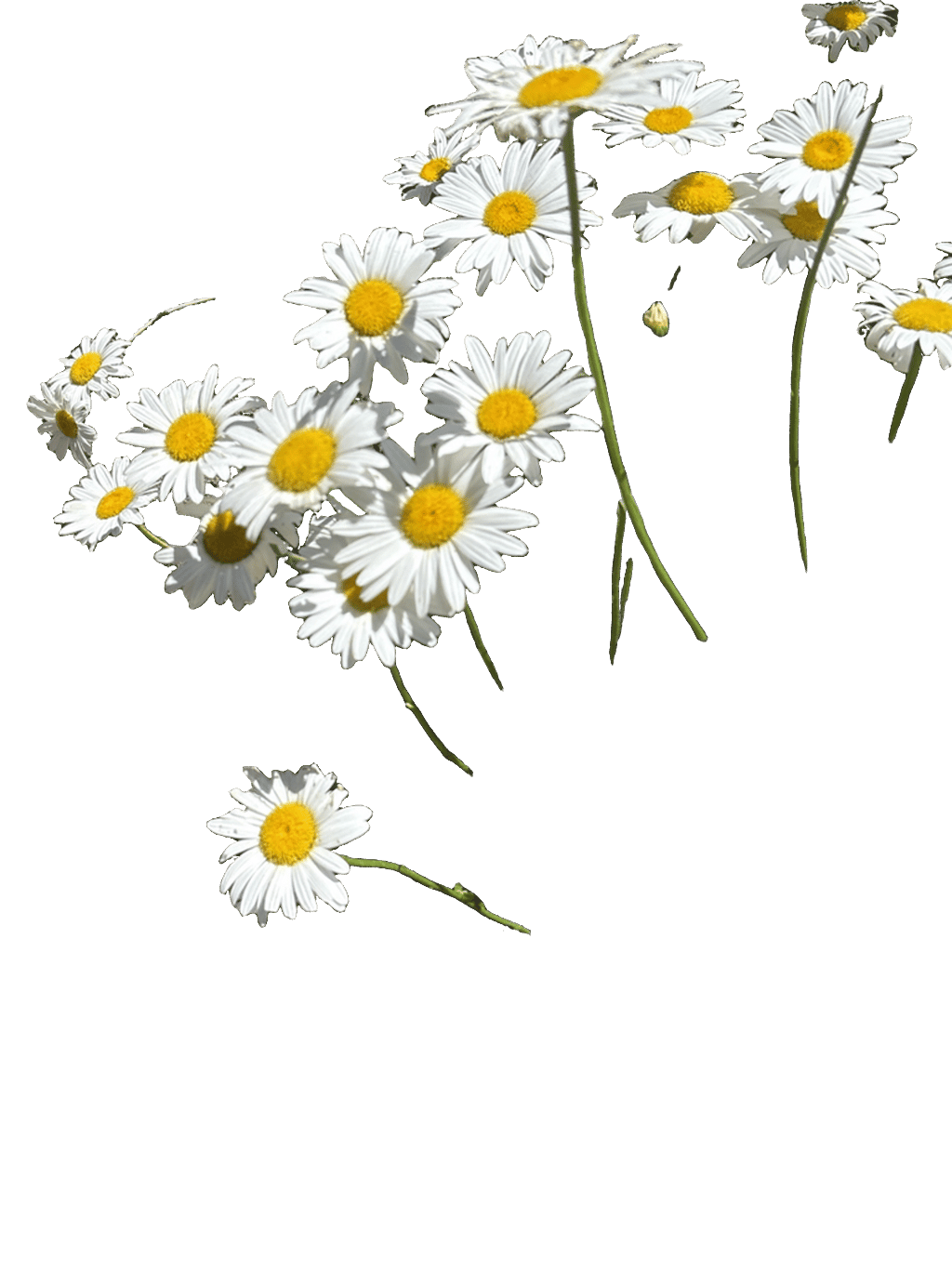Daisy, a recorded specimen