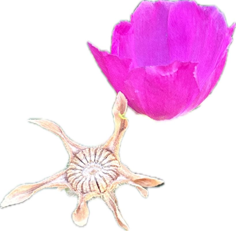 Rose Mallow