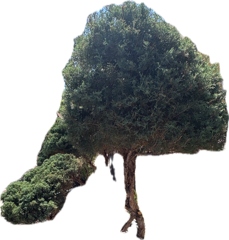 Olive Tree