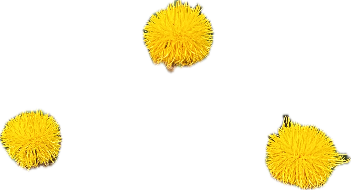 Dandelion, a recorded specimen