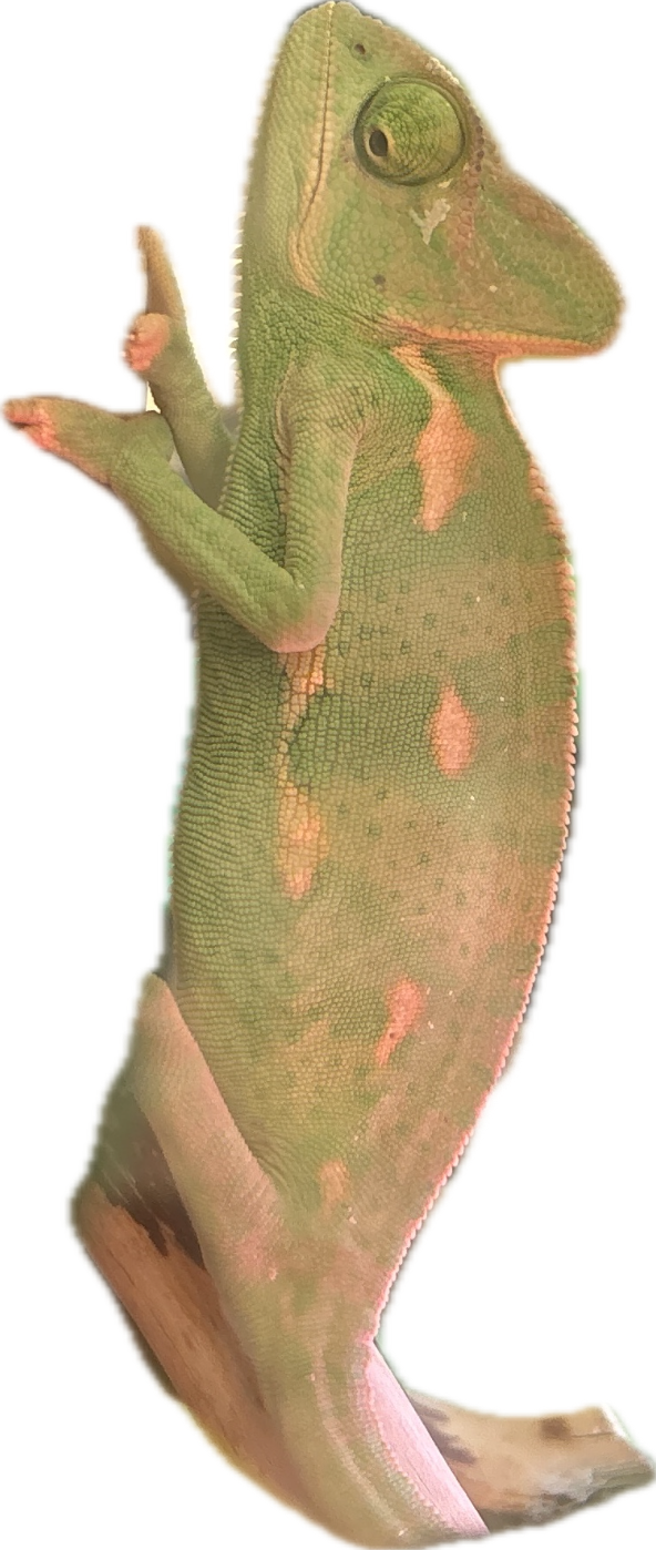 Veiled Chameleon, a recorded specimen