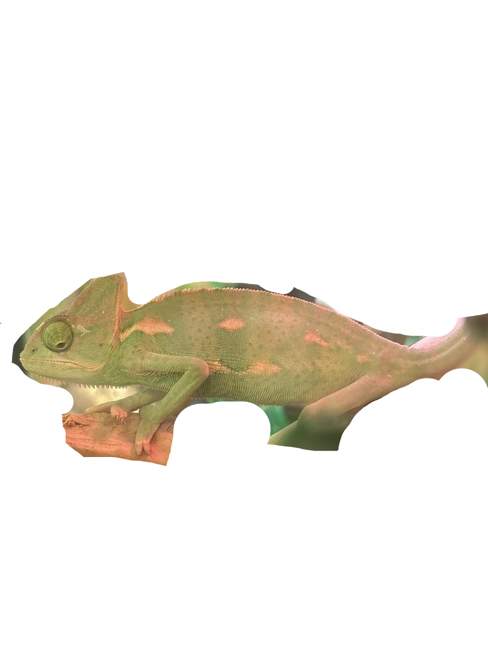 Veiled Chameleon