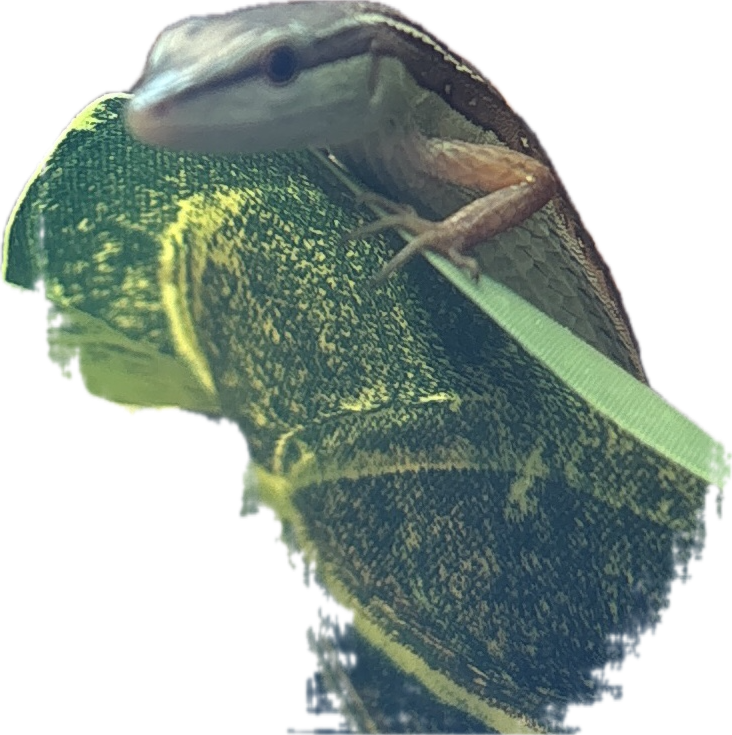 Moray Eel