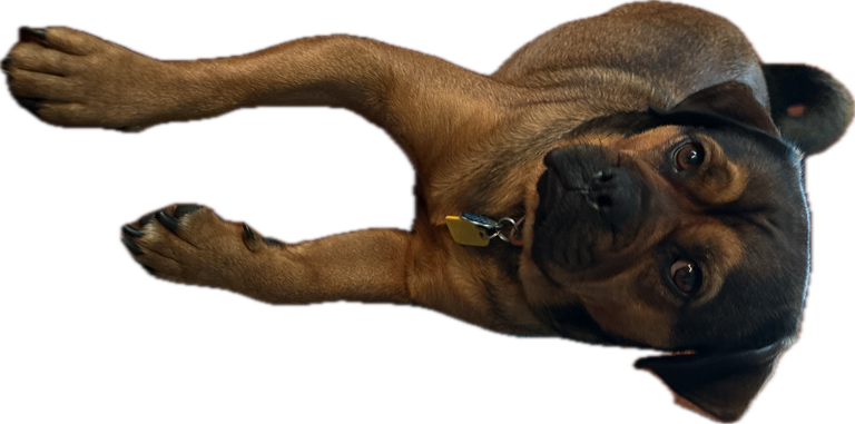 Chihuahua, a recorded specimen