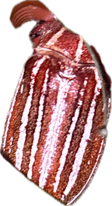 Ten-Striped June Beetle