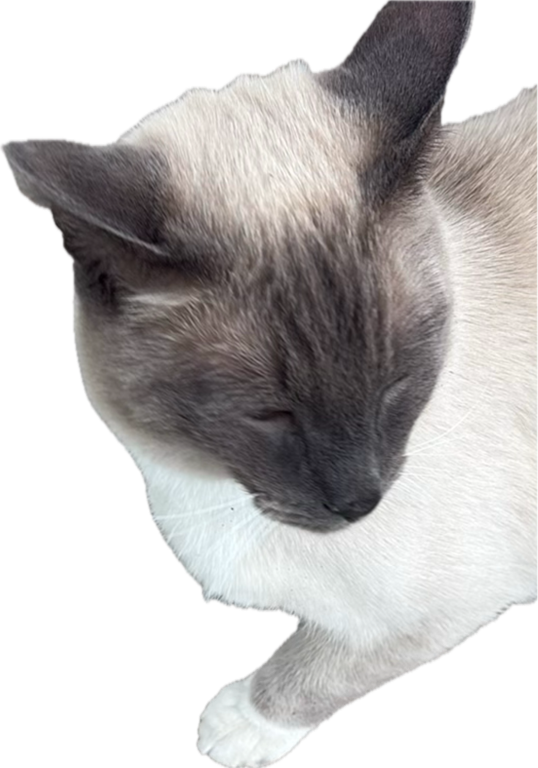 Domestic Cat, a recorded specimen