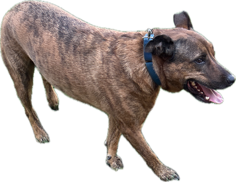 Mixed-Breed Dog, a recorded specimen
