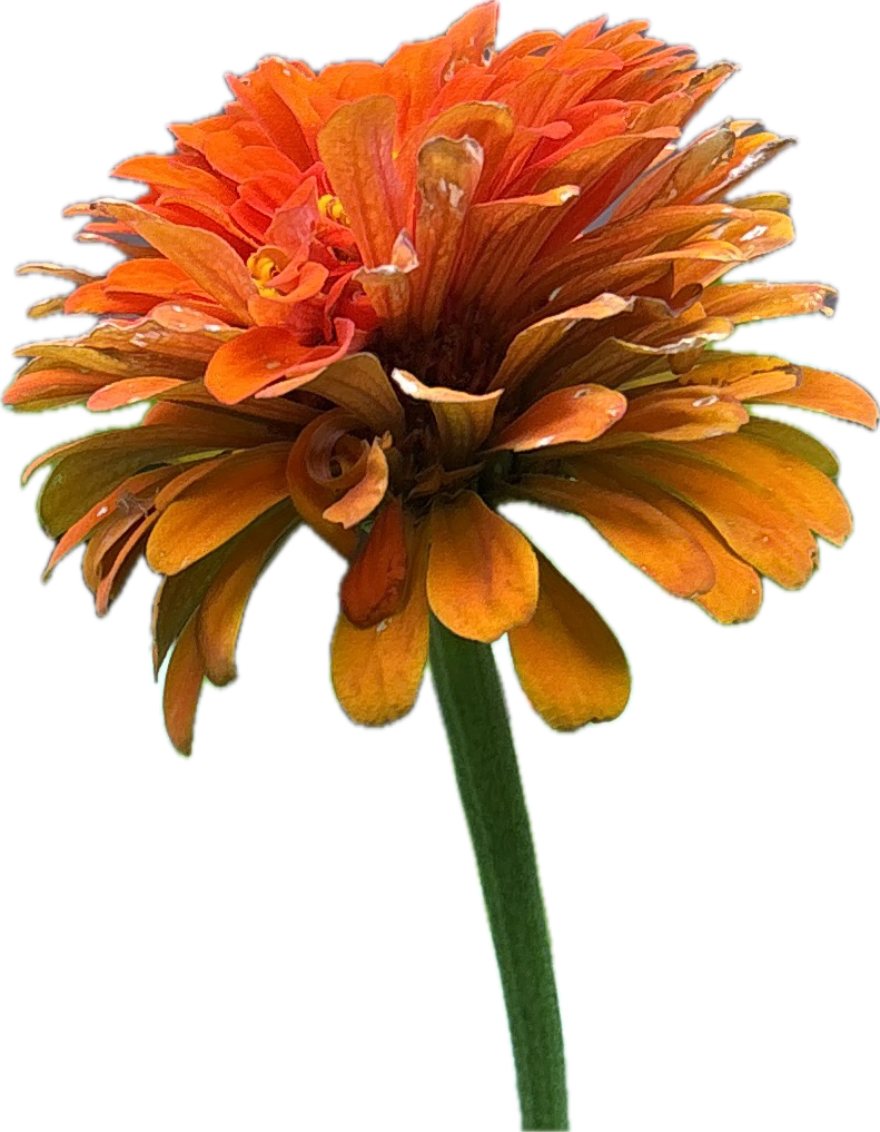 Gerbera Daisy