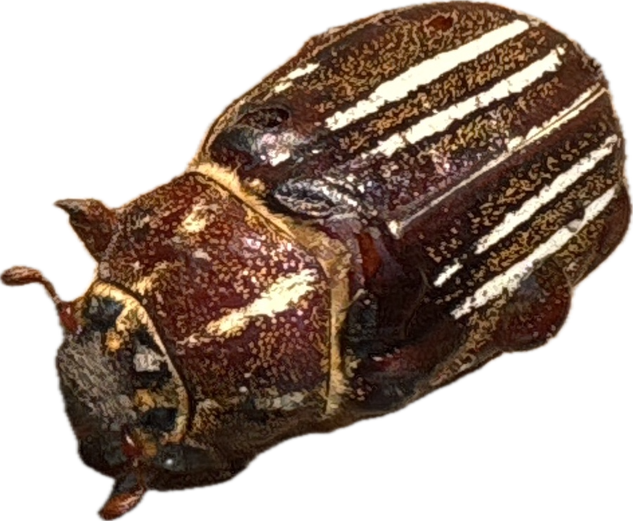 Jerusalem Cricket