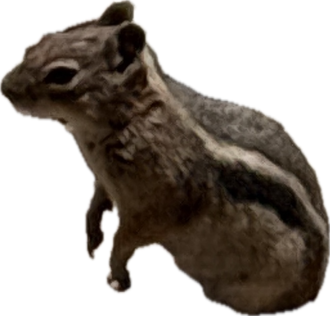 Rock Squirrel