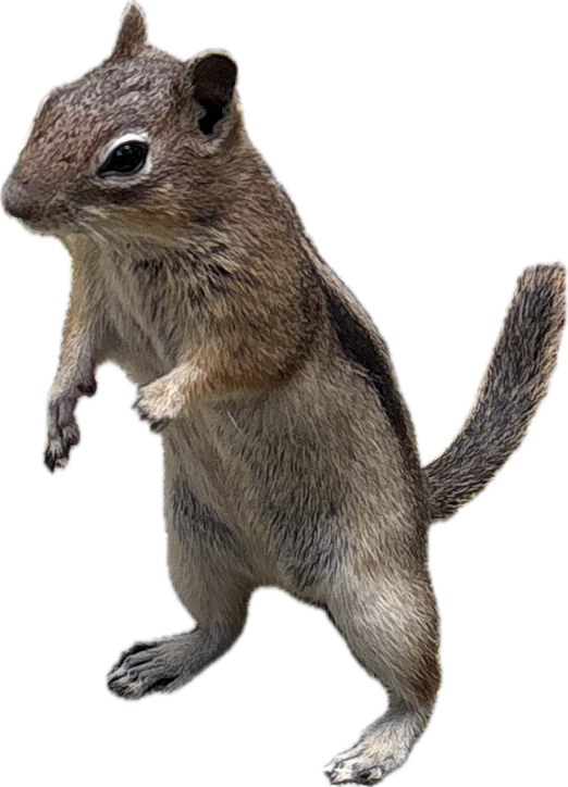 Squirrel