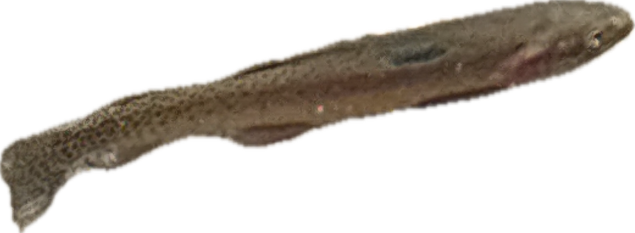 Sandeel