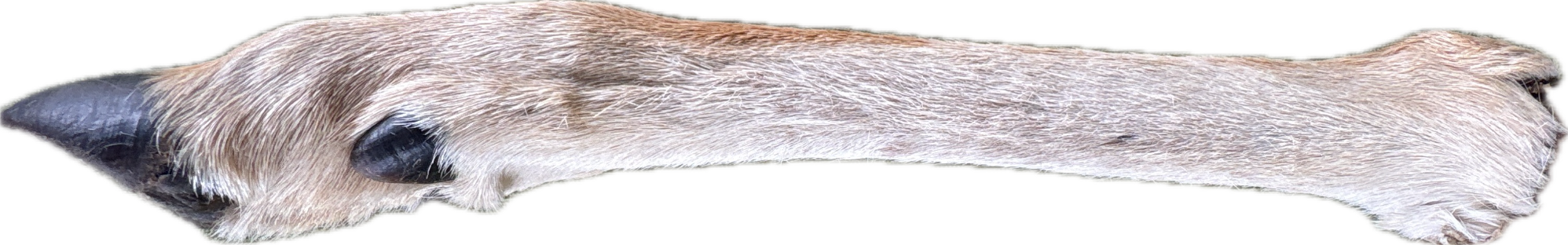 Opossum