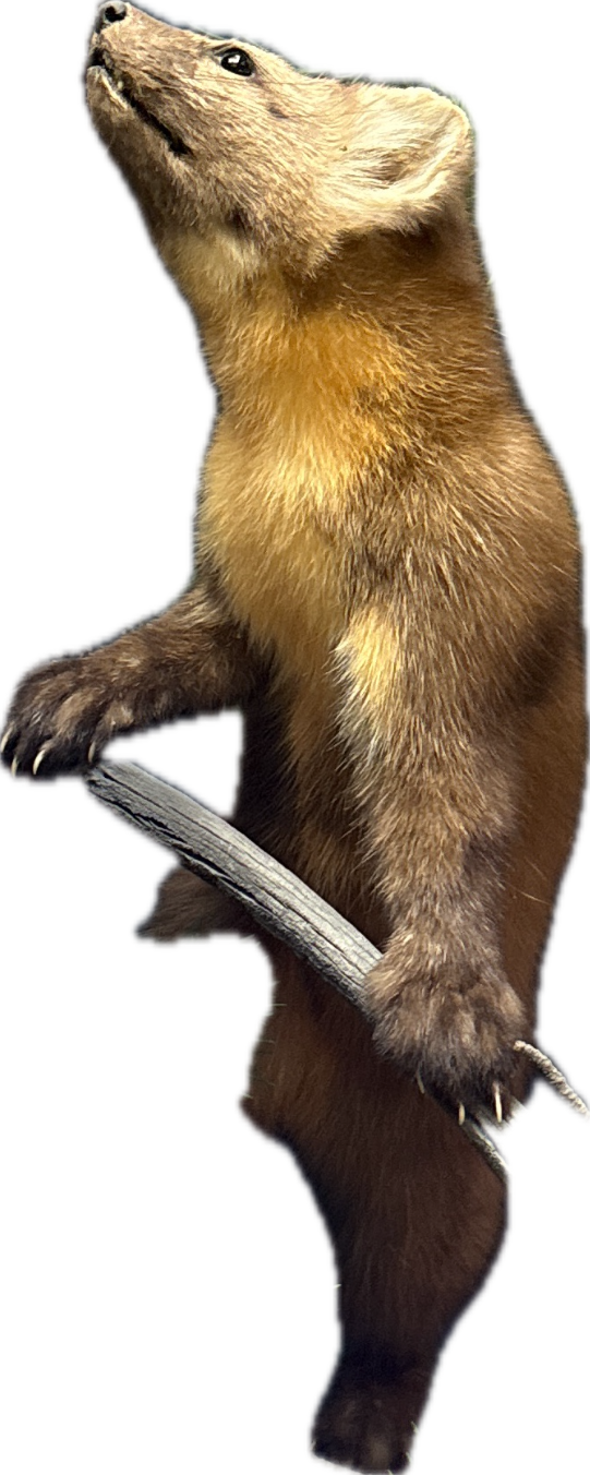 Marten