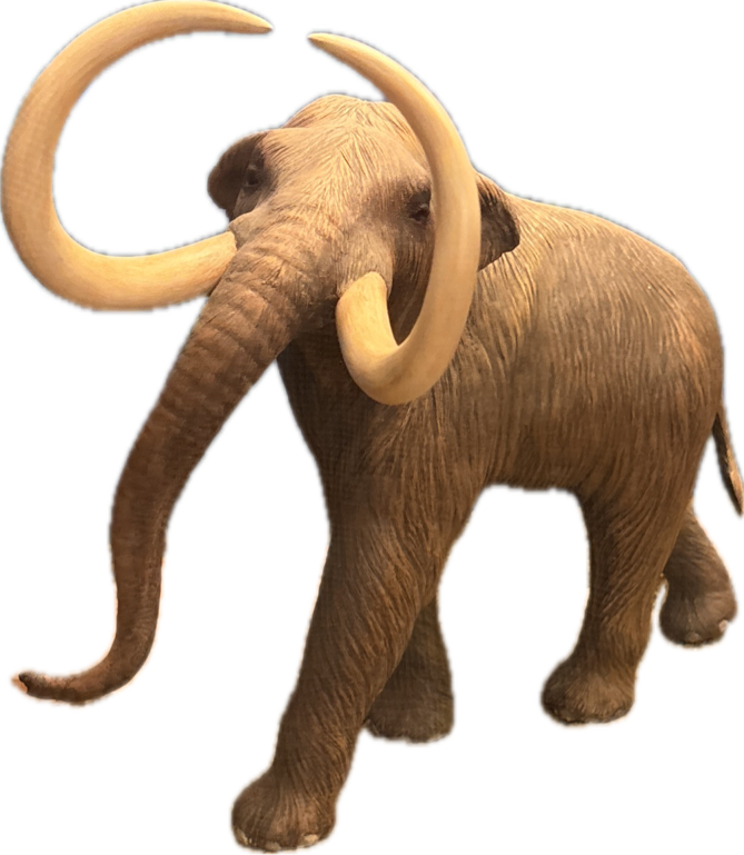 Woolly Mammoth, a recorded specimen