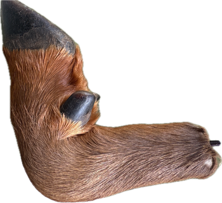 Sloth, a recorded specimen