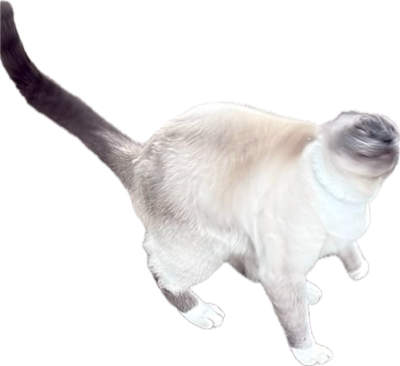 Cat, a recorded specimen