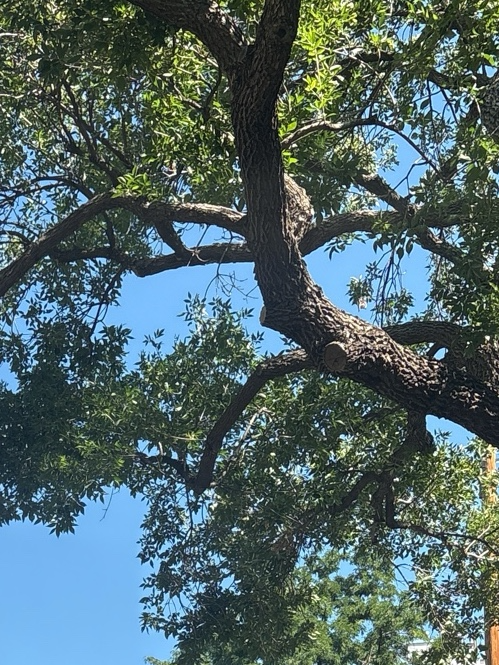 Oak Tree, a recorded specimen