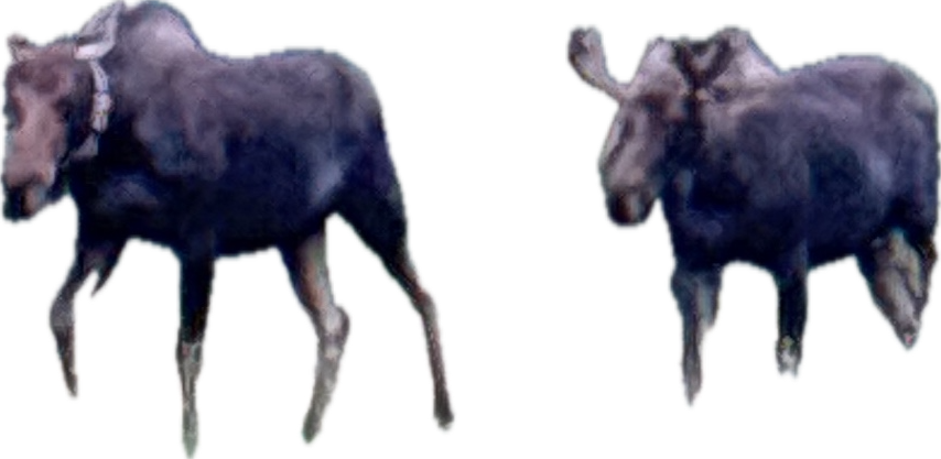 Moose, a recorded specimen