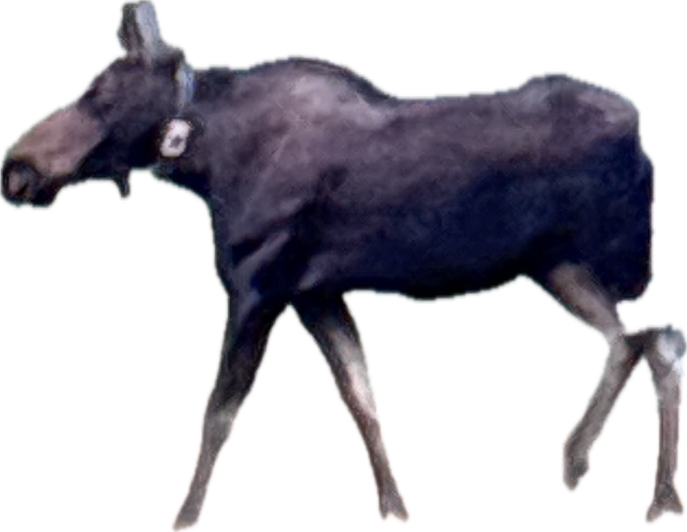 Moose, a recorded specimen