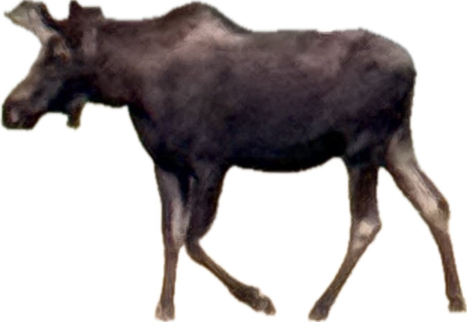 Moose, a recorded specimen