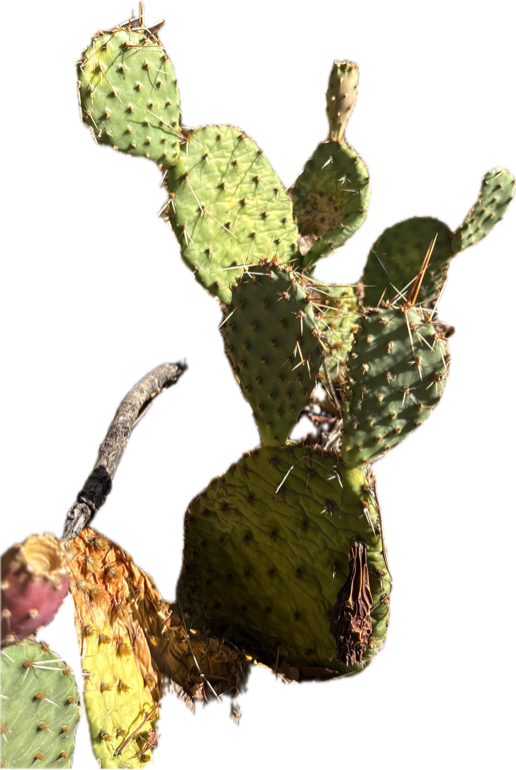 Prickly Pear