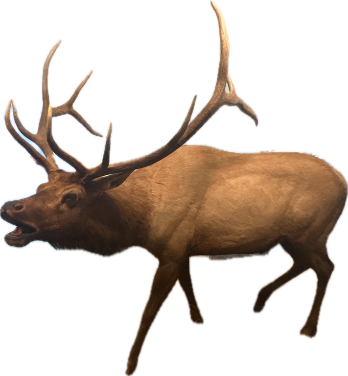 Elk