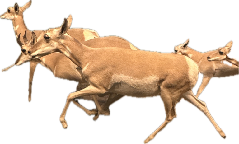 Mule Deer, a recorded specimen
