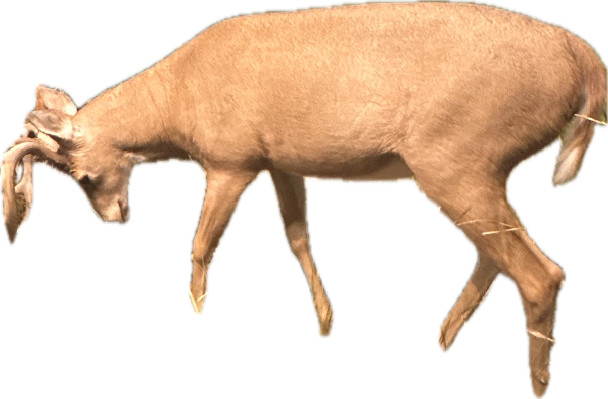 White-Tailed Deer