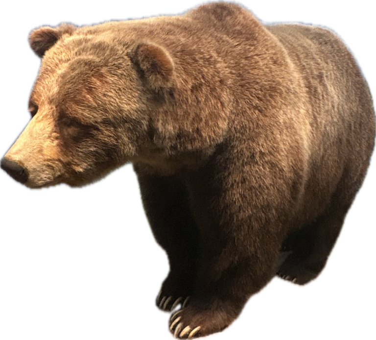 Grizzly Bear