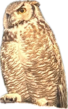 Great Horned Owl